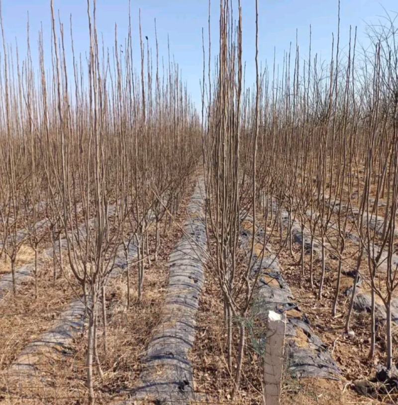 秋月梨树苗基地批发嫁接苗，当年结果，保证品种保证成活率