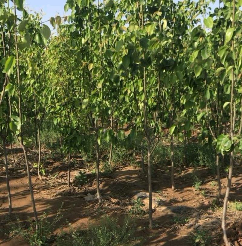 秋月梨树苗基地批发嫁接苗，当年结果，保证品种保证成活率