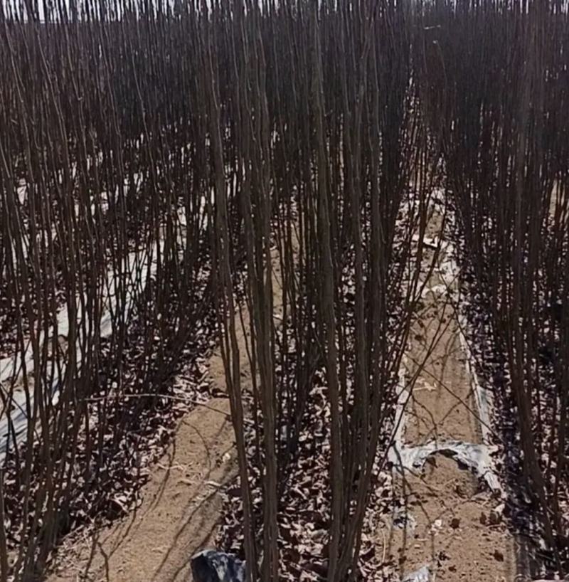 秋月梨树苗基地批发嫁接苗，当年结果，保证品种保证成活率