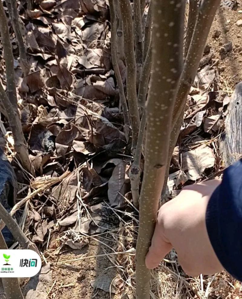 秋月梨树苗基地批发嫁接苗，当年结果，保证品种保证成活率