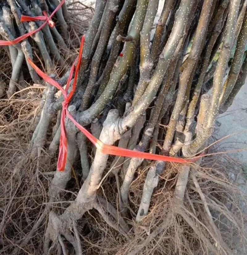 秋月梨树苗基地批发嫁接苗，当年结果，保证品种保证成活率