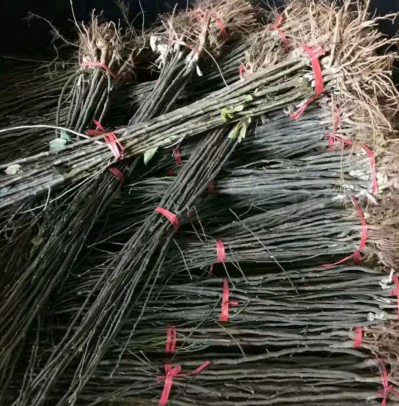秋月梨树苗基地批发嫁接苗，当年结果，保证品种保证成活率
