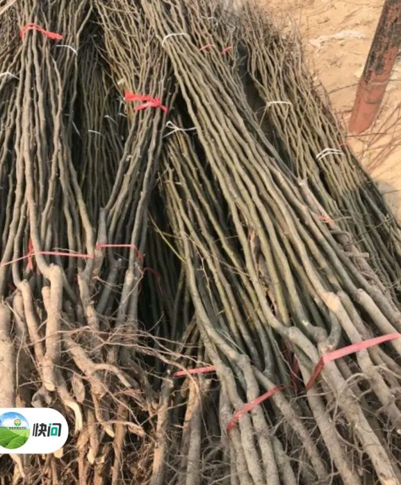 秋月梨树苗基地批发嫁接苗，当年结果，保证品种保证成活率