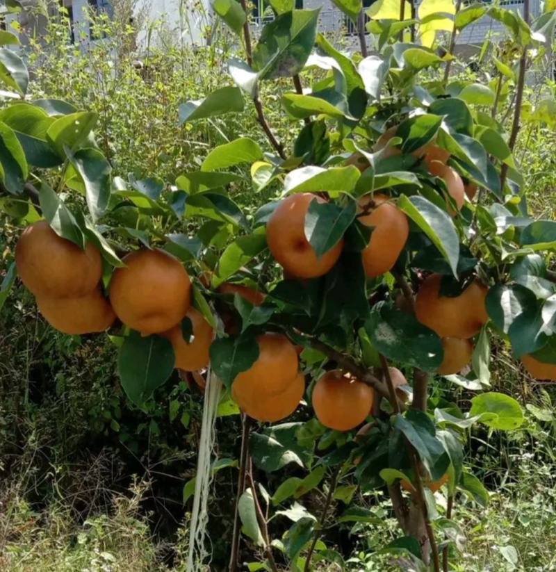 秋月梨树苗基地批发嫁接苗，当年结果，保证品种保证成活率