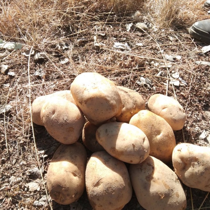 【安心购土豆】甘肃土豆大量上市规格齐全口感好量大从优