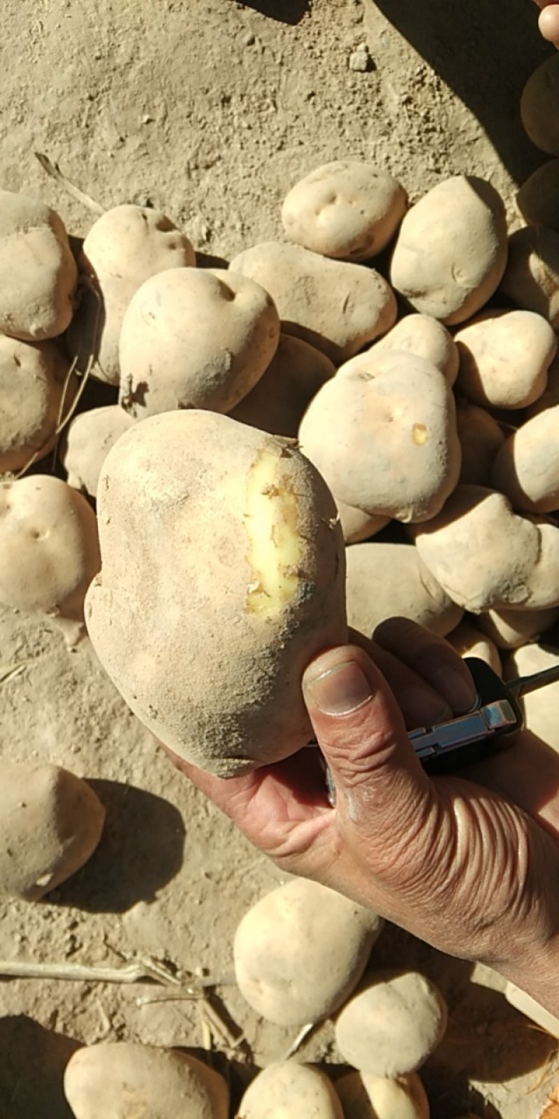 【安心购土豆】甘肃土豆大量上市规格齐全口感好量大从优