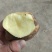 【安心购土豆】甘肃土豆大量上市规格齐全口感好量大从优