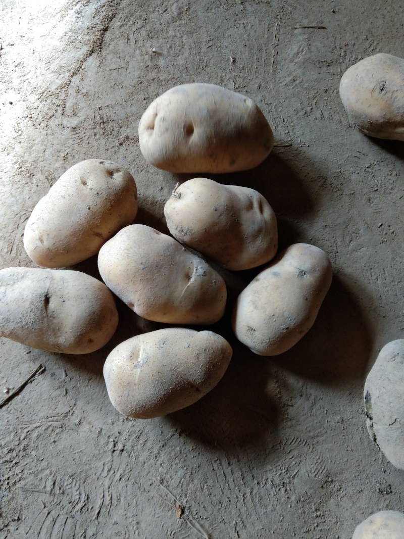 【安心购土豆】甘肃土豆大量上市规格齐全口感好量大从优