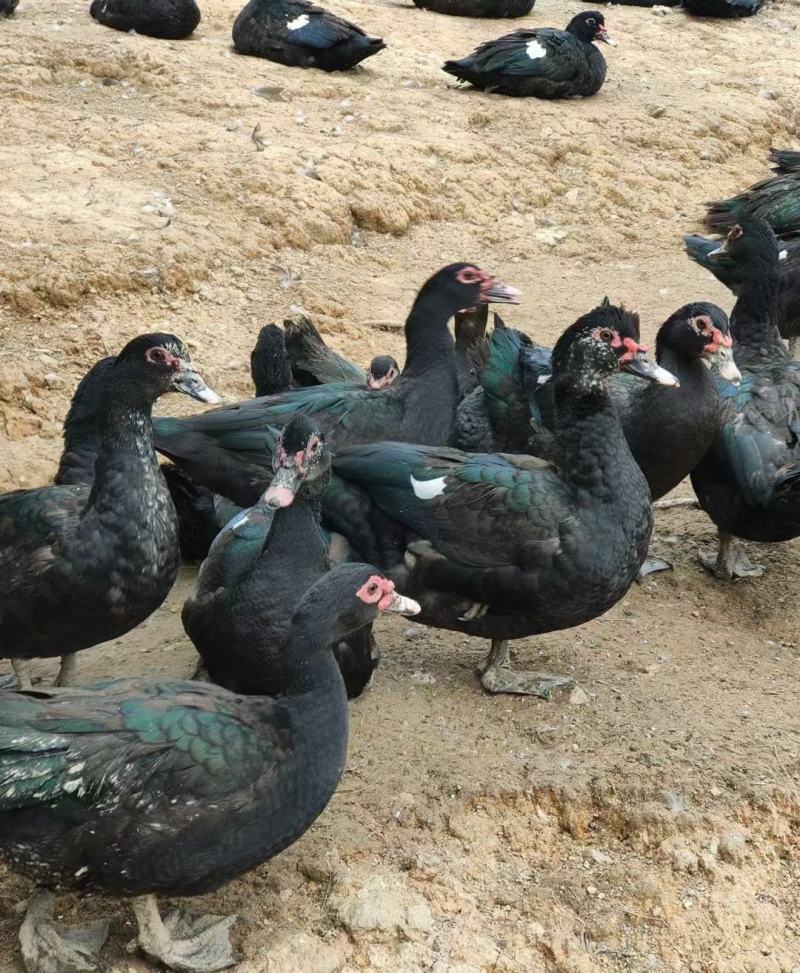 145天，公8斤，母4.6斤，玉林145天，公8斤，母4