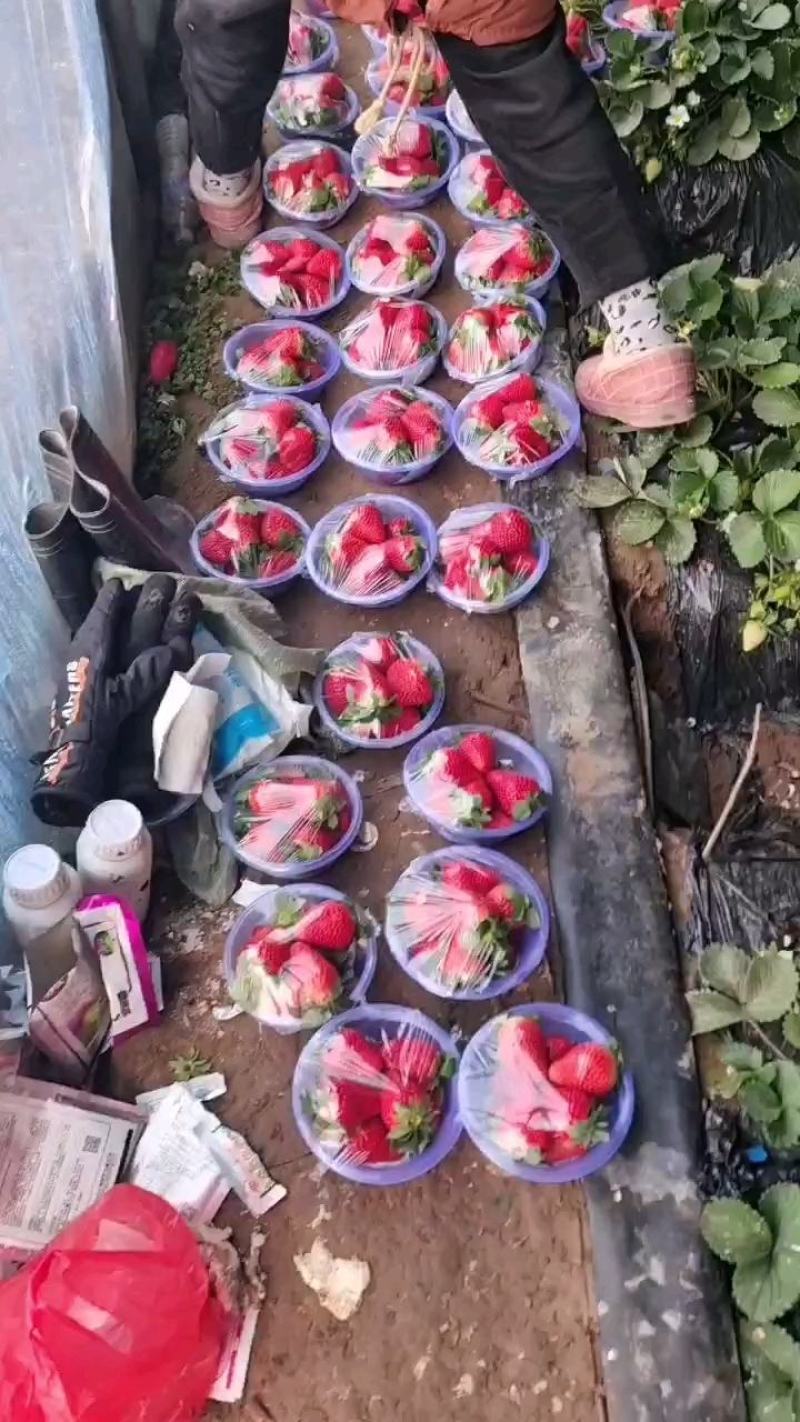 绛县草莓种植基地大量上市，欢迎合作洽谈