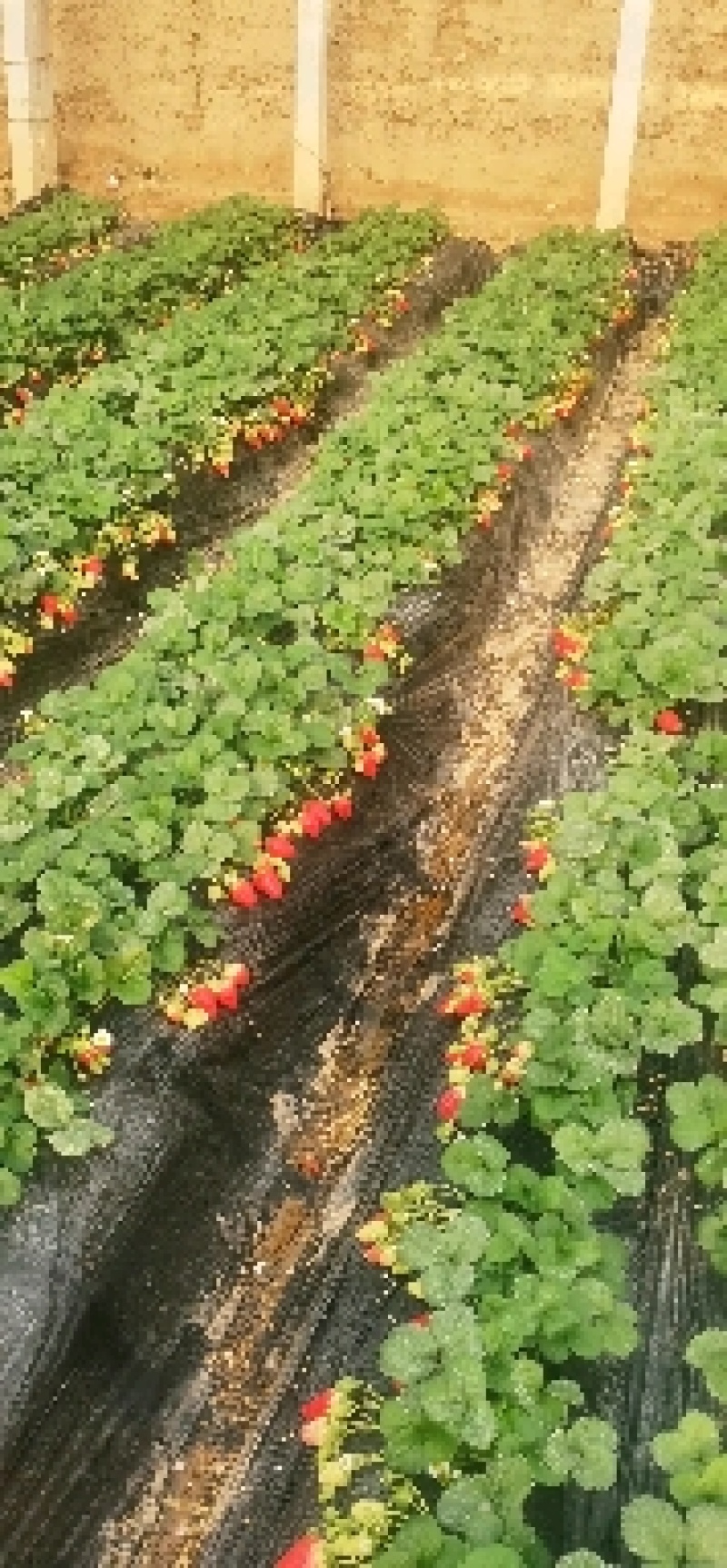绛县草莓种植基地大量上市，欢迎合作洽谈