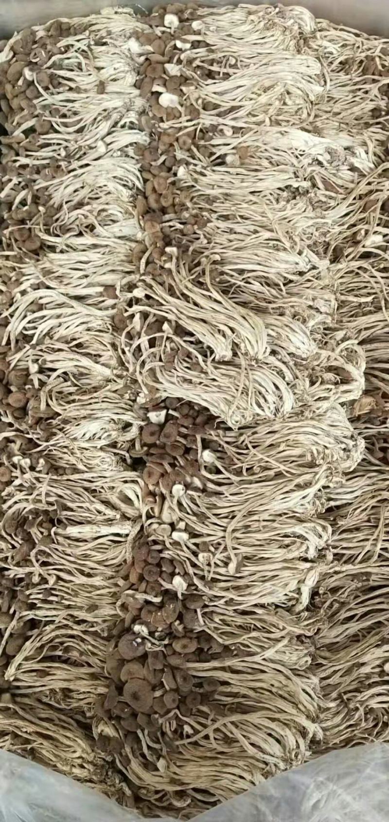 批发【茶树菇】茶树菇剪脚和带脚大货实惠整箱批发