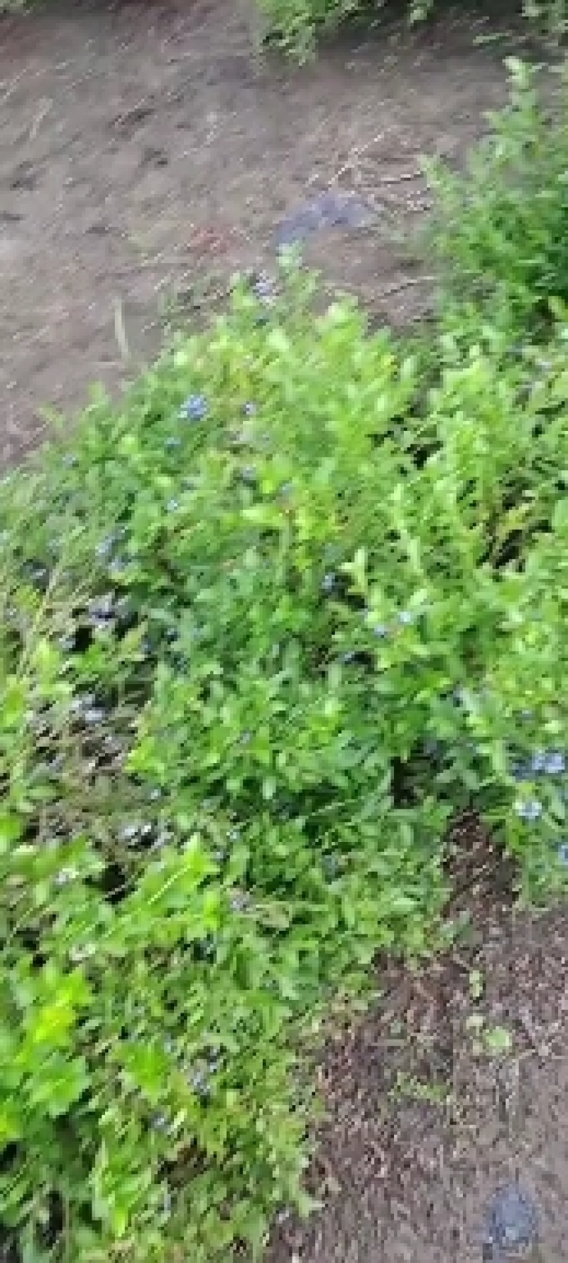 美登蓝莓冻果