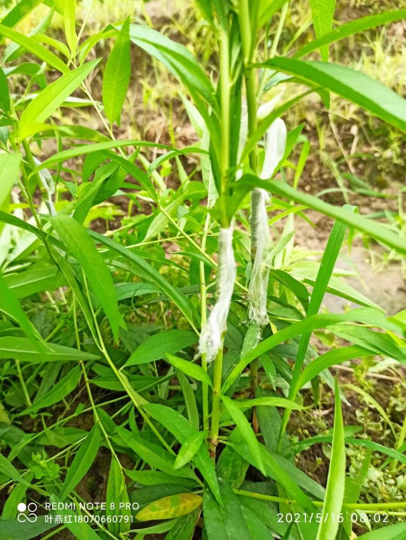 毛桃苗，毛桃大苗，毛桃实生苗，嫁接各类桃李砧木及占地苗。
