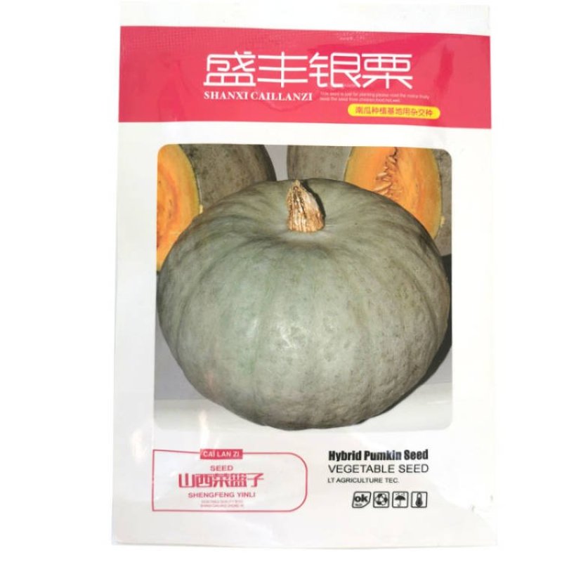 银栗南瓜种子早熟品种甜面香板栗南瓜基地种植