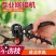 果树嫁接器、可有效搞高果树嫁接工作效率、提高嫁接成活率、