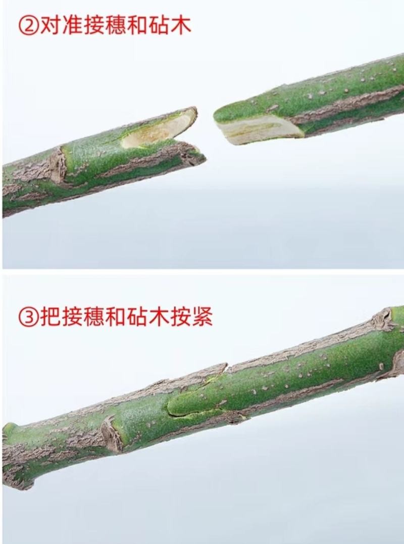 果树嫁接器、可有效搞高果树嫁接工作效率、提高嫁接成活率、
