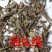 糯米藤捆仙绳别名雪山林转筋草上天梯