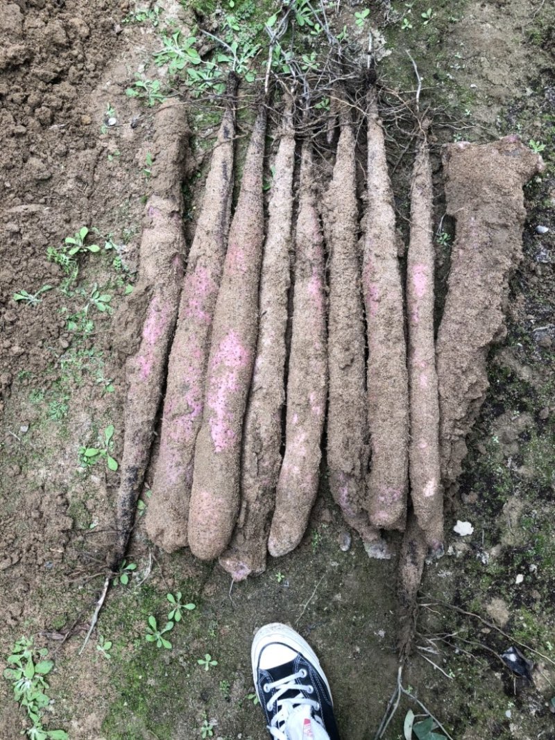 实力供货，广西贺州淮山大量上市，产地直供