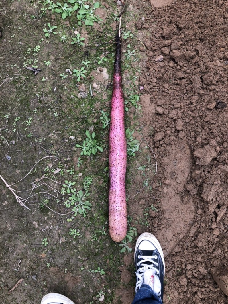 实力供货，广西贺州淮山大量上市，产地直供