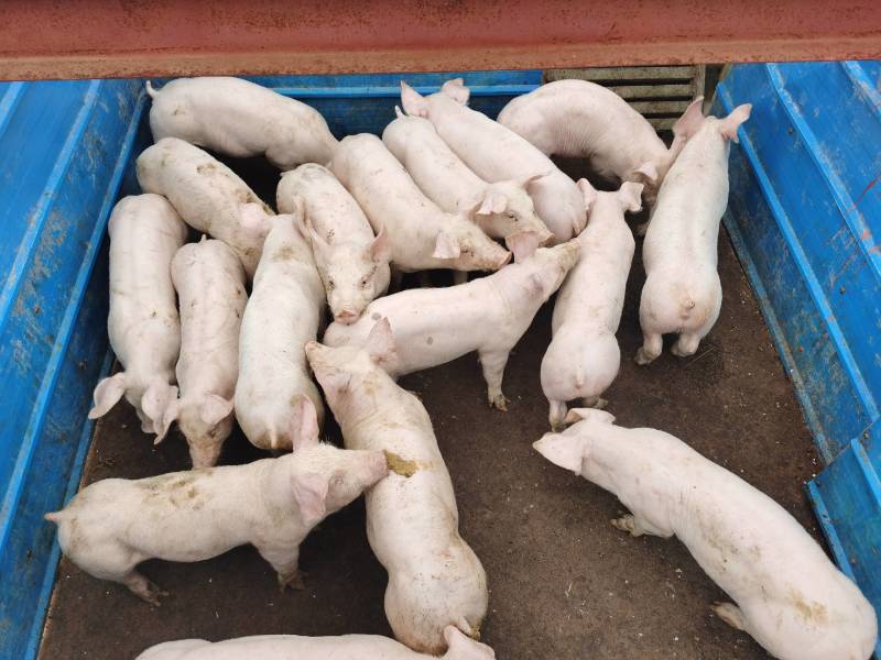 三元仔猪，防疫到位疫苗齐全，血统纯种欢迎采购考察