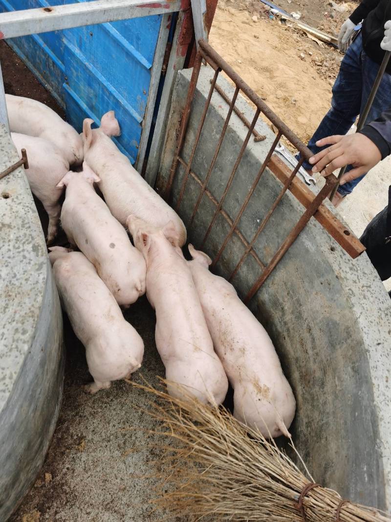 三元仔猪，防疫到位疫苗齐全，血统纯种欢迎采购考察