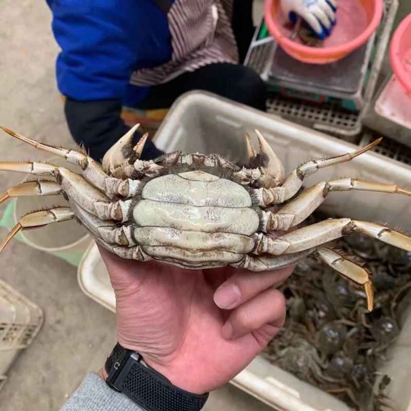 大闸蟹