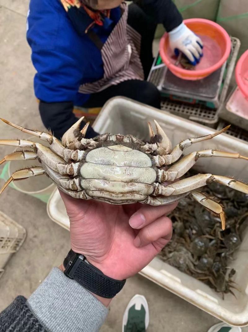大闸蟹