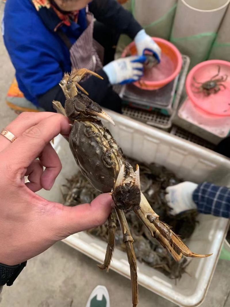 大闸蟹