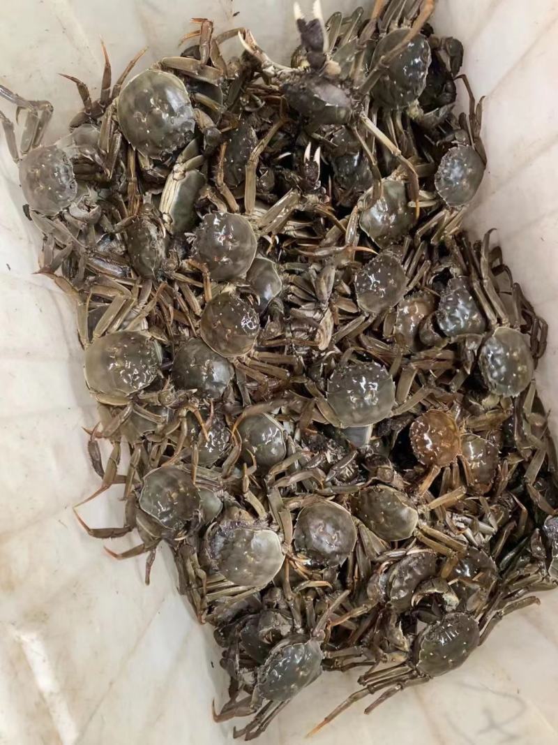 大闸蟹
