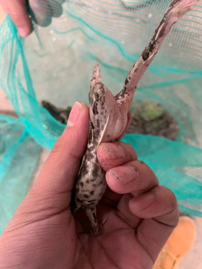 牛蛙