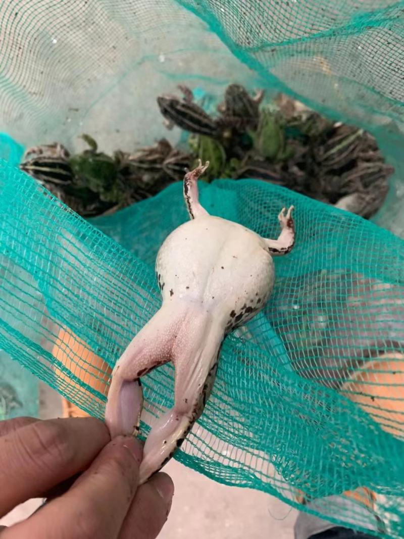 牛蛙