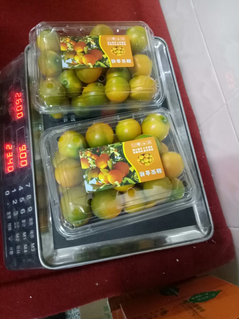 滑皮金桔上市中，清甜可口，欢迎全国客商选购