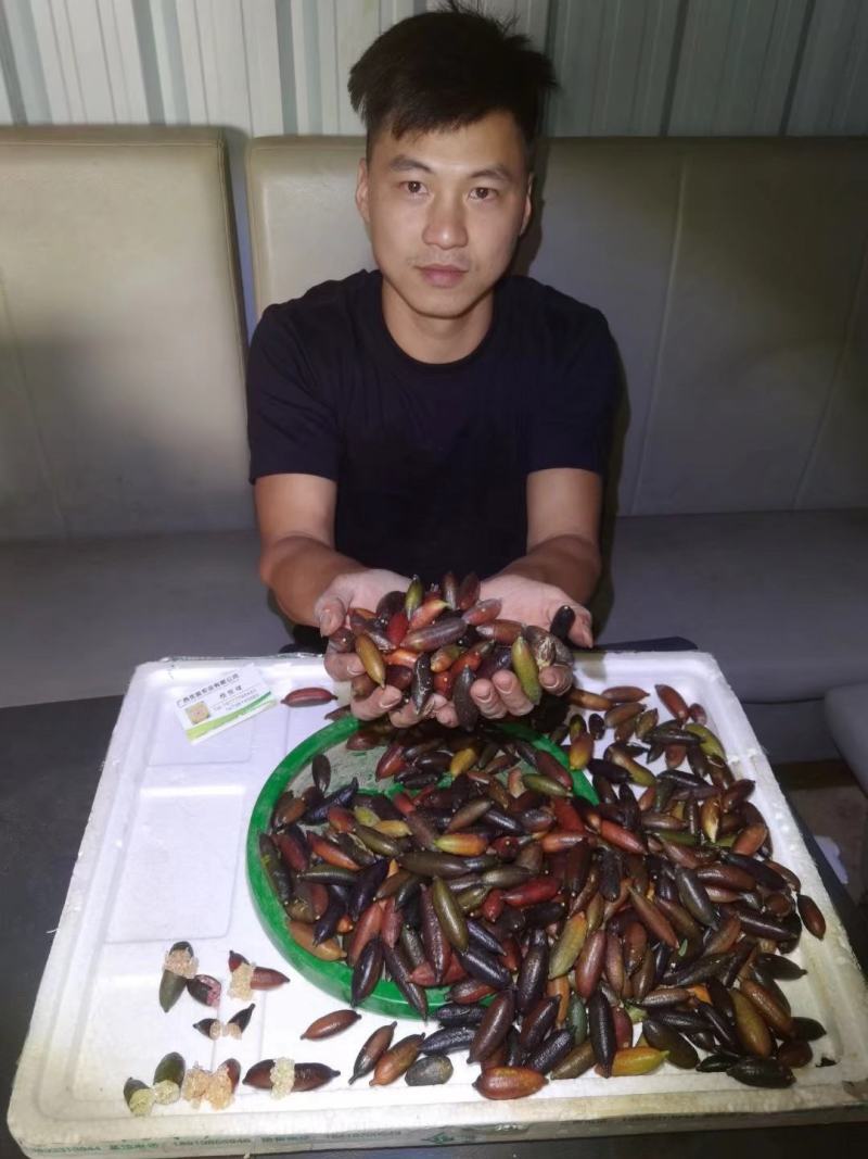 澳洲手指柠檬苗澳洲指橙四季结果柠檬苗广东香水柠檬树苗