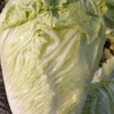 大白菜