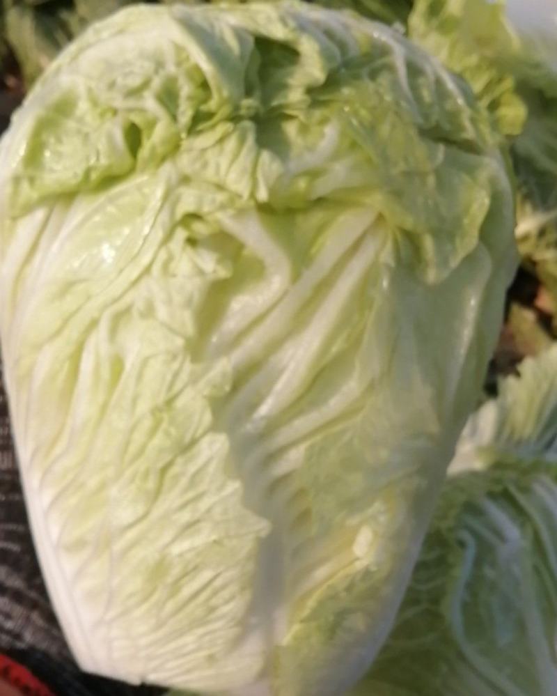 大白菜