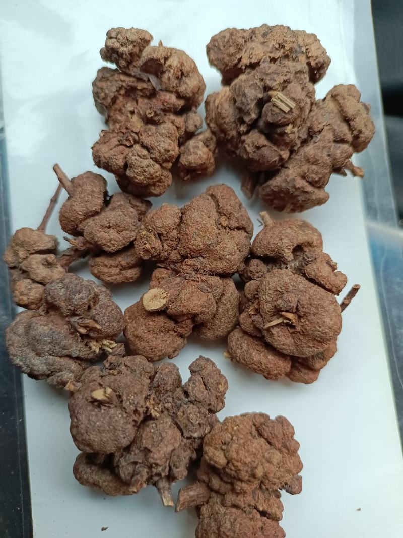 云南省过路黄果中草药材金丝桃果土连翘寄生刘寄奴