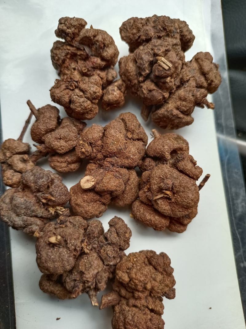 云南省过路黄果中草药材金丝桃果土连翘寄生刘寄奴