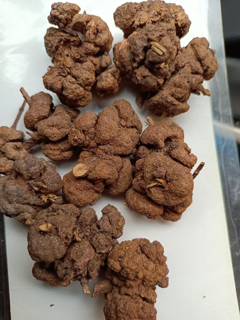 云南省过路黄果中草药材金丝桃果土连翘寄生刘寄奴