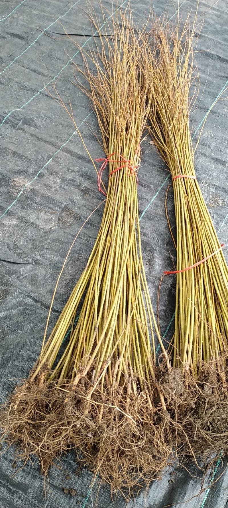 柳树苗垂柳树苗黄金柳竹柳苗青皮柳树垂扬柳树苗垂柳