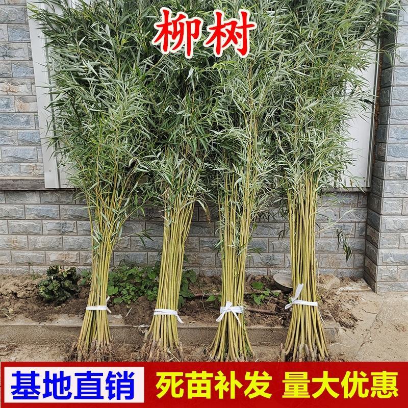 柳树苗垂柳树苗黄金柳竹柳苗青皮柳树垂扬柳树苗垂柳