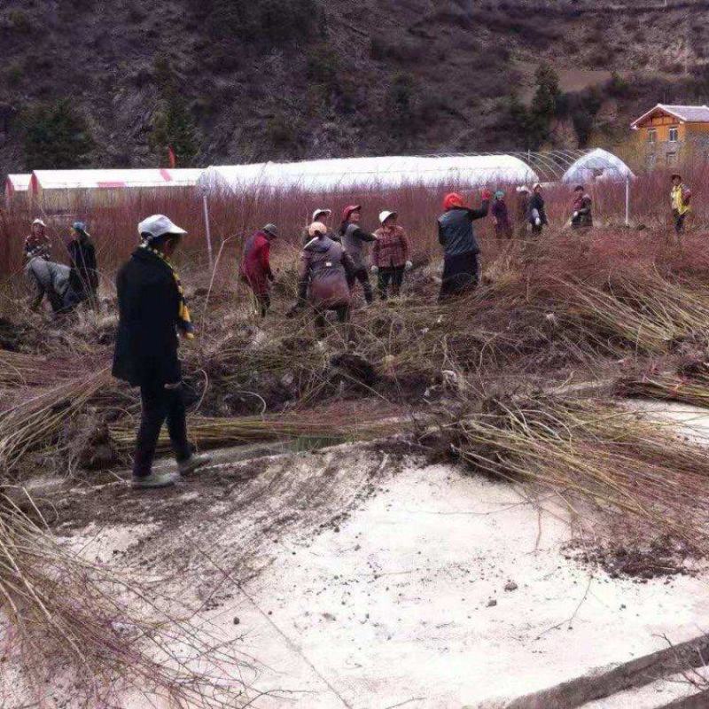 柳树苗垂柳树苗黄金柳竹柳苗青皮柳树垂扬柳树苗垂柳