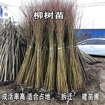柳树苗垂柳树苗黄金柳竹柳苗青皮柳树垂扬柳树苗垂柳