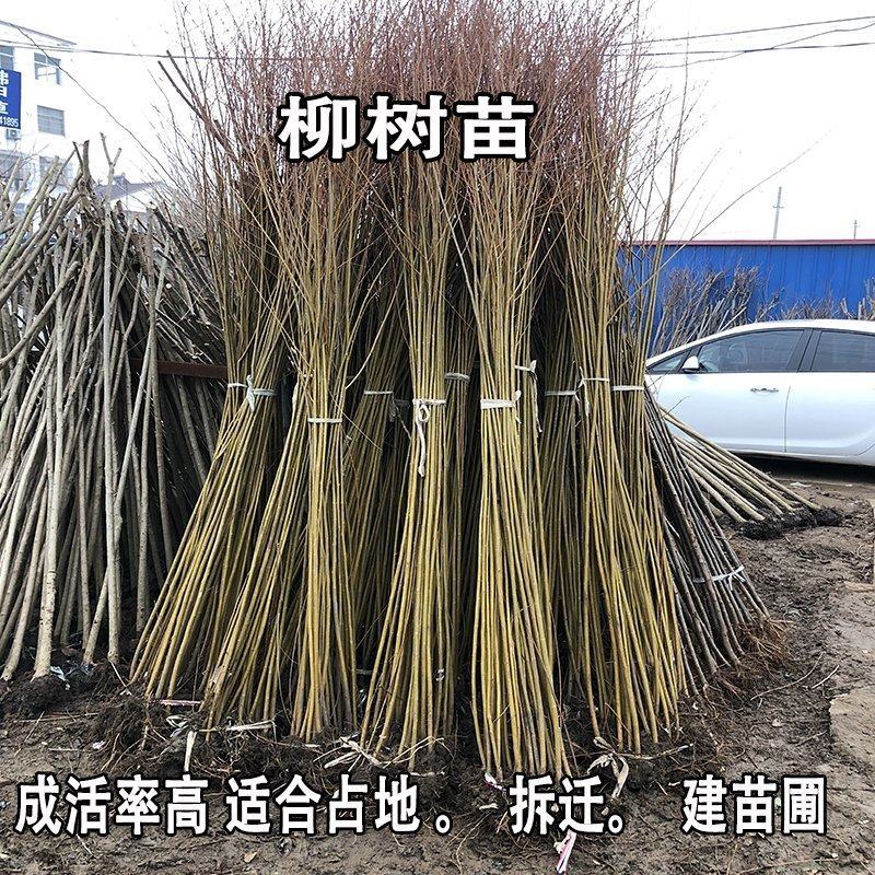 柳树苗垂柳树苗黄金柳竹柳苗青皮柳树垂扬柳树苗垂柳