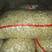 大蒜山东金乡大蒜，蒜米，质优价廉，各种规格，产地直供。
