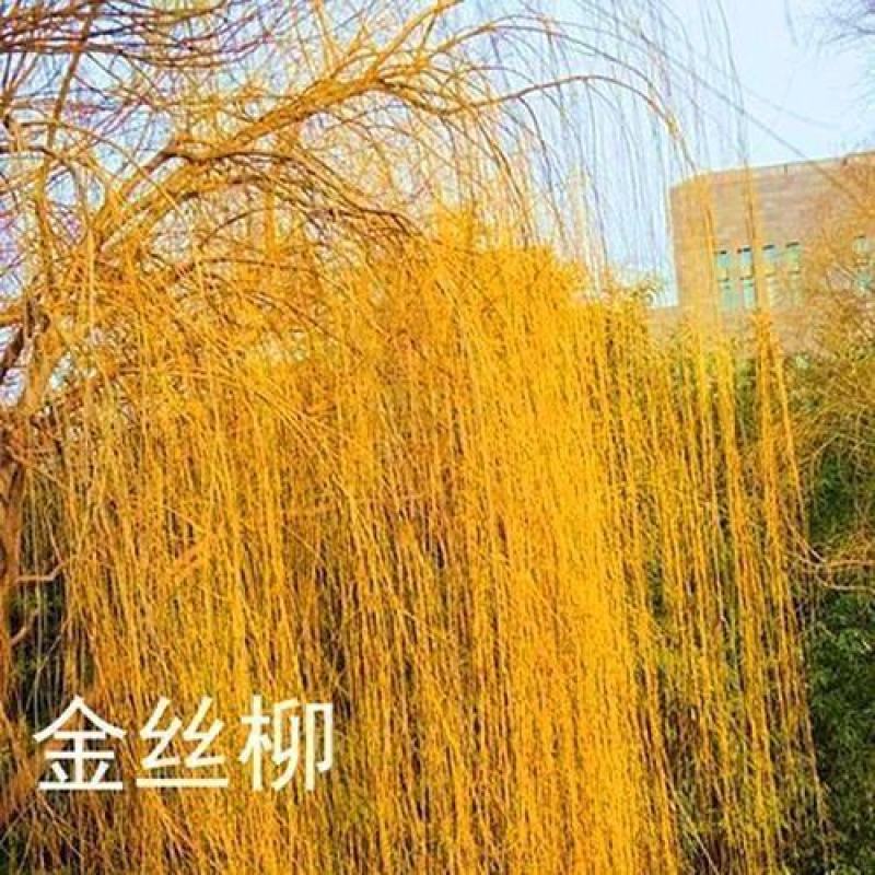 黄金柳金丝垂柳柳树枝条垂杨柳垂柳竹柳树行道木