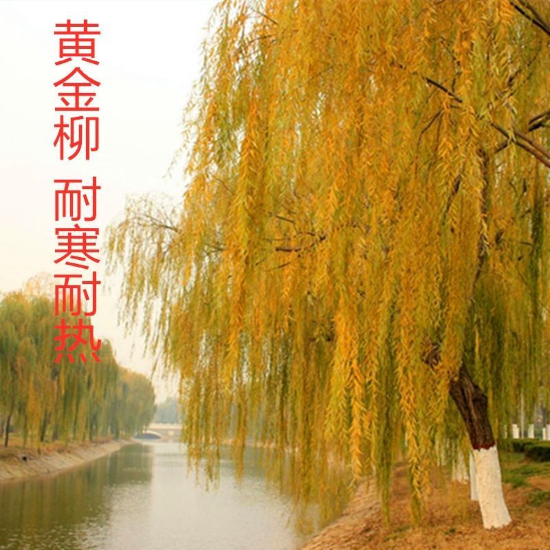黄金柳金丝垂柳柳树枝条垂杨柳垂柳竹柳树行道木