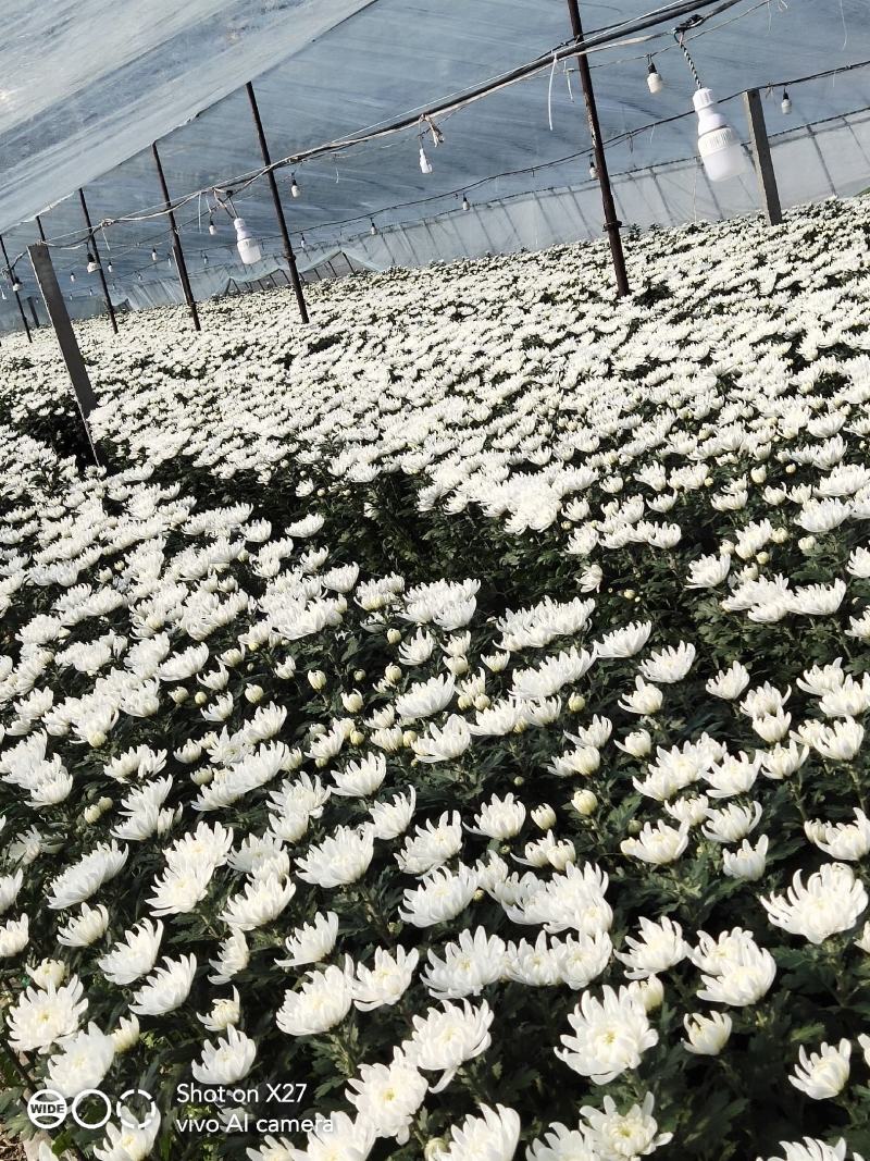 独杆精诚，大量上市，全国发货