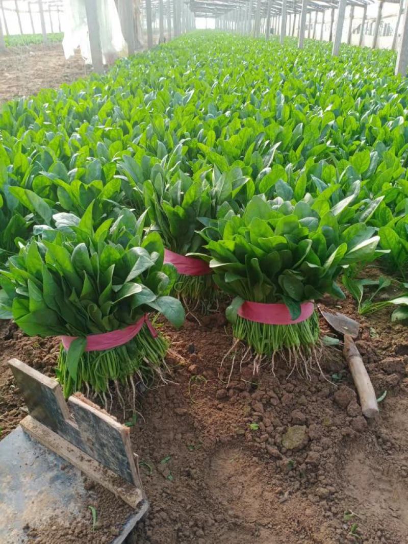 河南滑县大叶菠菜大量上市，精品大量出货实力代办，全国发货