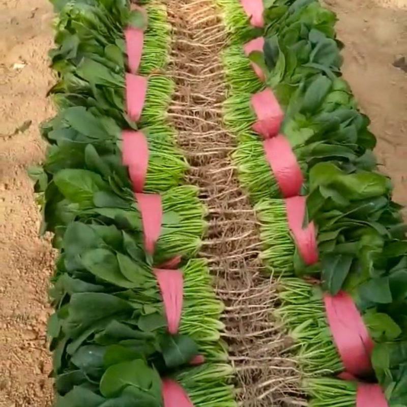 河南滑县大叶菠菜大量上市，精品大量出货实力代办，全国发货